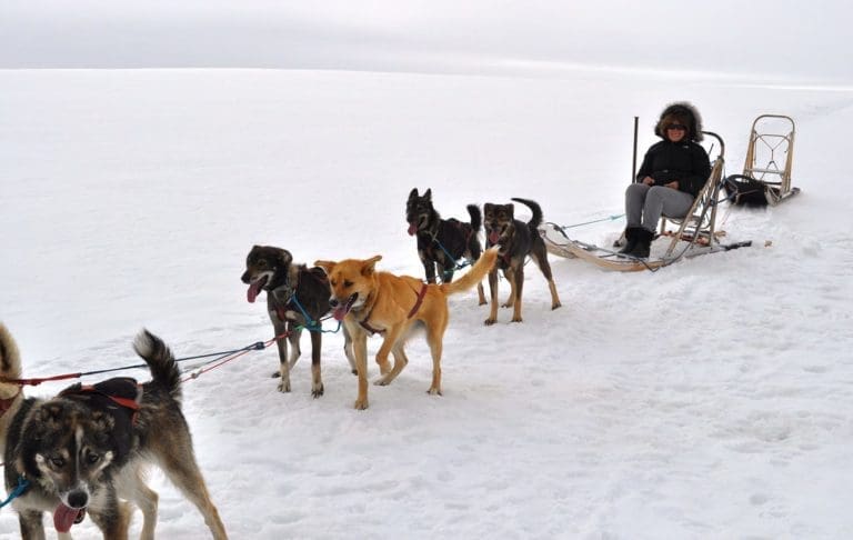 Sue sitting on a dog sled, Alaska