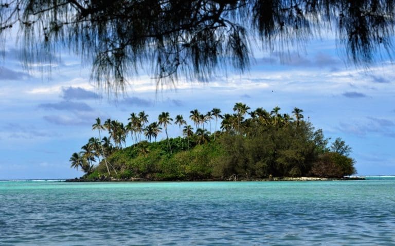 A palm covered motu viewed under a pine branch Rarotonga
