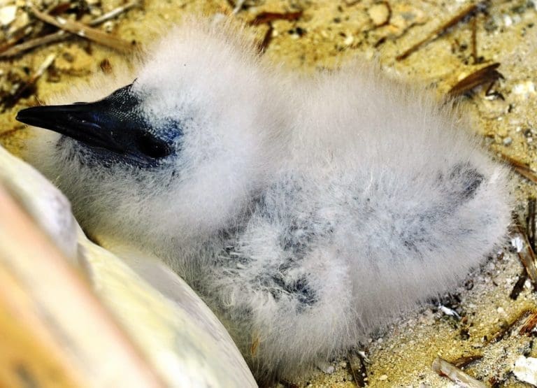 A fluffy red tailed frigate bird chick