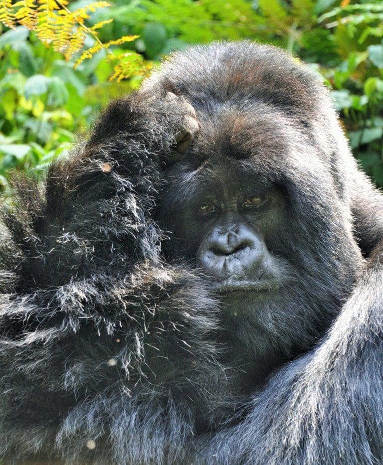 Portrait of a silverback gorilla , Volcanoes National Park, Rwanda