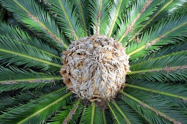 A palm plant taken from above