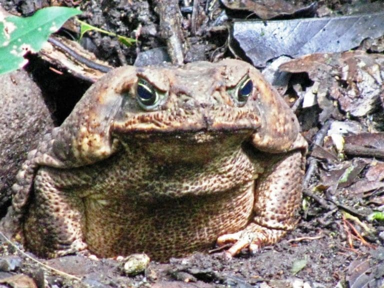 A close up of a large cane toad, Rincon de la Vieja, Costa Rica