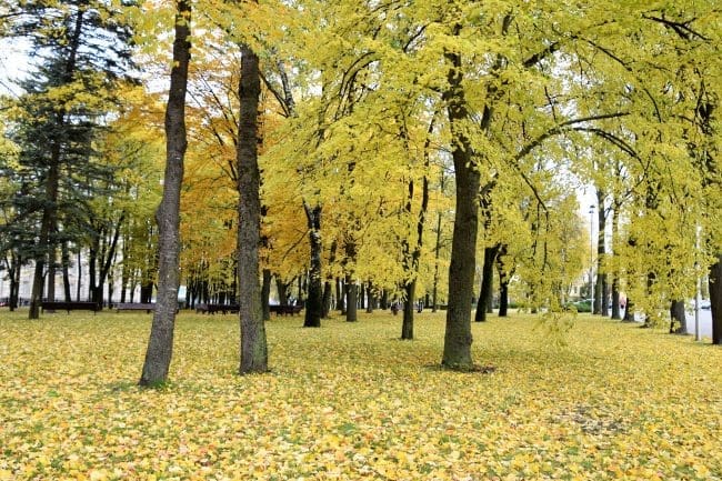Autumn foliage in Minsk