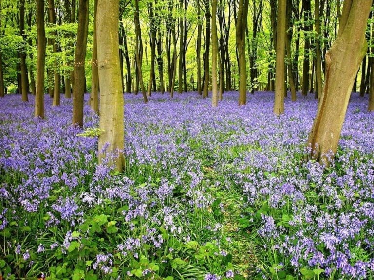 Bluebells at Oaken Copse, Oxfordshire