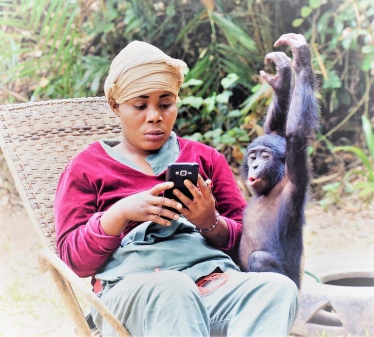 A young bonobo sneaks up on one of his keepers, who is reading her phone