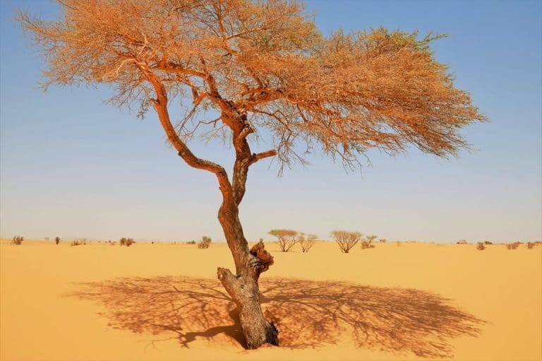 Orange leaved tree in the desert casts an orange shadow, Sudan