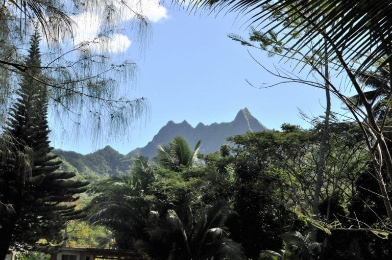 Jagged peaks viewed between palm trees on Rarotonga