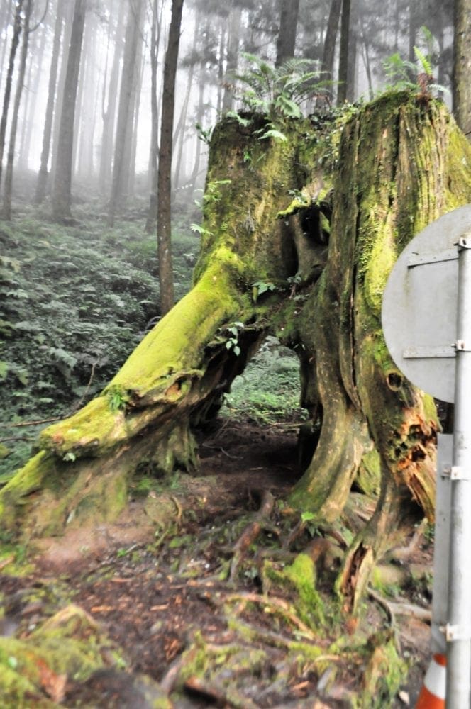 A moss covered tree stump at Alishan Scenic Park Taiwan