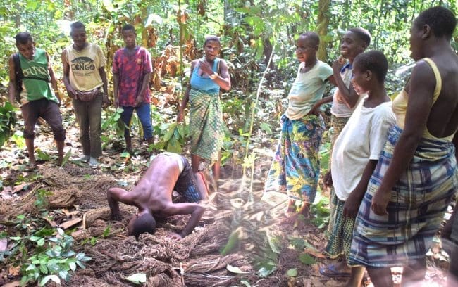 The Bayaka people lay out the hunting nets, CAR