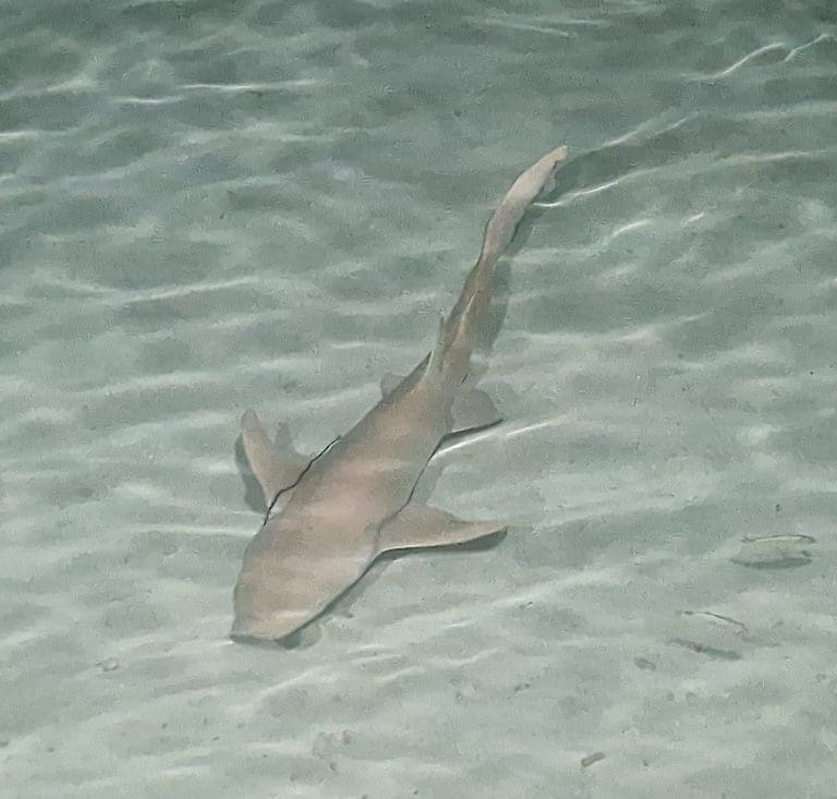 Nurse shark at Rakeedhoo, seen from the jetty